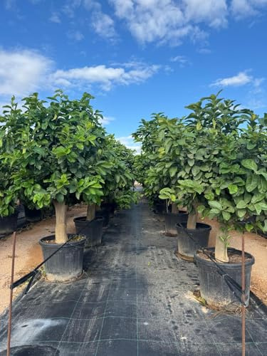 Sunny Tree - Zitronenbaum - Citrus Lemon - XL 200 cm - Perfekt für Gärten & Terrassen - Hochwertige A-Ware - Fruchttragend - 15 Jahre alt