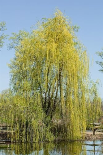 Salix x sepulcralis 'Chrysocoma' 150-175 cm – Winterhart, Mehrjährig, Pflegeleicht – Trauerweide – Solitärbaum für Garten & Park