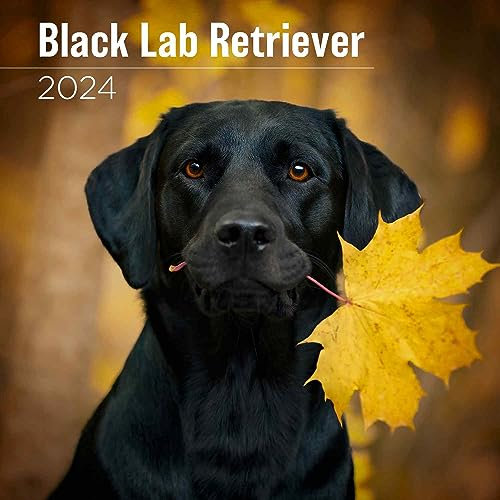 MegaCalendars - Black Labrador Calendar 2024 - Dog Breed Wall Calendar