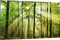 HUBDECO Leinwand Bilder Wohnzimmer - Bilder, Poster, Kunstdrucke - Leinwandbild - Bild auf Leinwand - Tolle Zimmerdekoration - Schlafzimmer Bilder - 120x80 cm Bäume Sonne