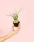 Pata de Elefante Mini | Beaucarnea recurvata | Planta Natural | Pur Plant