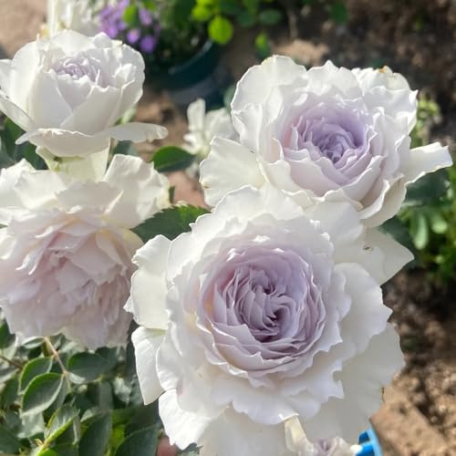 Rosenbaum, sträucher Rosa chinensisSamen, bodendecker kletterpflanzen gartenpflanzen winterhart mehrjährig blumensamen blumendeko 200Samen