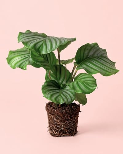 PUR PLANT Calathea Orbifolia | Planta Tropical de Interior con Hojas Grandes | Planta Decorativa Elegante
