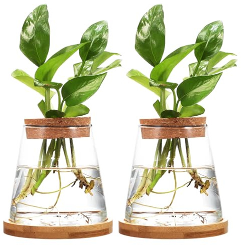 SAFIGLE 2 Stück Glaspflanzen Terrarium 330ml mit Holzsockel und Korken Elegante Hydrophonische Pflanzenvase für Balkon und Tischdeko Einzigartiges Schlankes Design