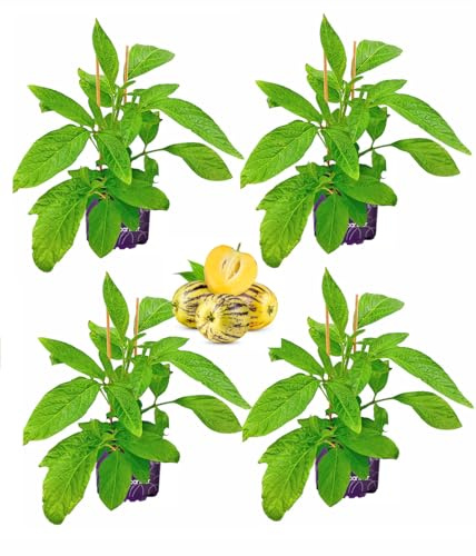 Melonenbirne Pflanze Copa Pepino (Solanum muricatum) 4er-Set
