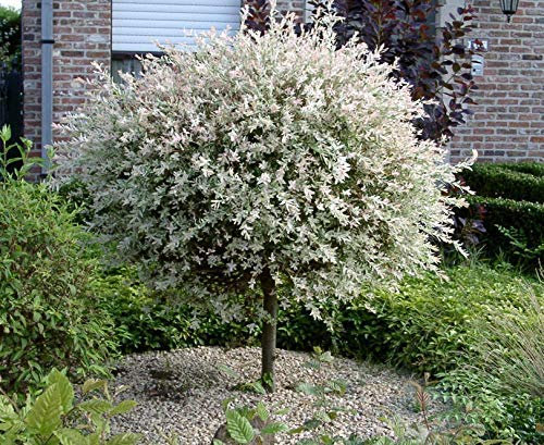 Salix Hakuro Nishiki japanische Harlekin Weide Stämmchen Stamm - viele Größen (Stammhöhe 60 cm)