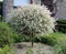 Salix Hakuro Nishiki japanische Harlekin Weide Stämmchen Stamm - viele Größen (Stammhöhe 60 cm)