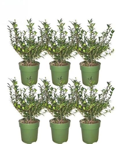 Plants by Frank Haie de houx de 1 m – Ilex crenata « Jenny » - Lot de 6 plantes de haie résistantes à l'hiver - Haie persistante - Livraison directement de la pépinière