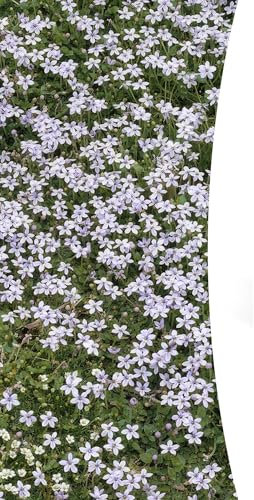 Isotoma fluviatilis | 60 Stücke - 10-25cm - Ø9cm - Gartenpflanze