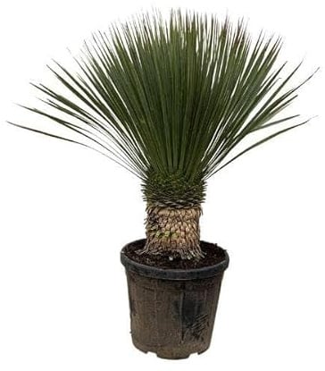 Palmlilja – Yucca Rostrata 100 cm – Ø 38 cm – exotisk ökenväxt med blågråa blad – lättskött rum och krukväxt för vardagsrum, terrass och trädgård