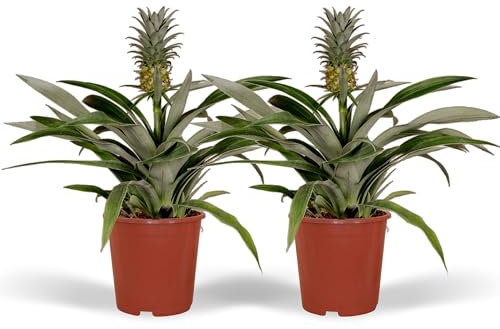 Ananas Comosus Duo Zierpflanze Höhe Ø12cm 45cm 2 Pflanzen