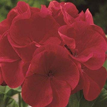 Geranium - Mavek Red - 10 Semi