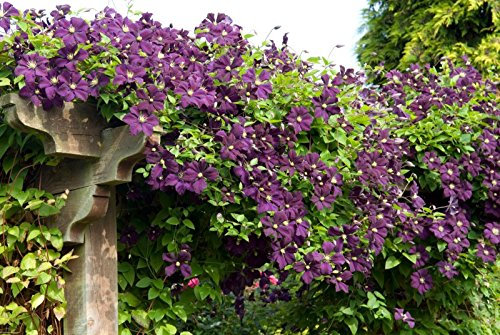 Clematis Vine viticella 'Etoile Violette' Plug Flowering Climbing Plant Shrub: Only seeds