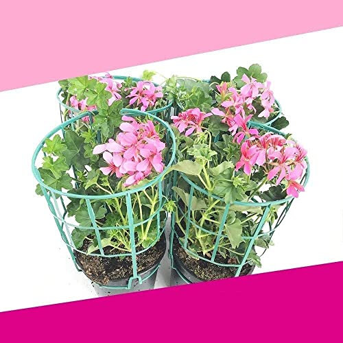 Murciana, Gitanilla o Geranio Hiedra - PACK 4 PLANTAS - Flores Naturales de Colores para Terraza y Jardín