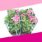 Murciana, Gitanilla o Geranio Hiedra - PACK 4 PLANTAS - Flores Naturales de Colores para Terraza y Jardín