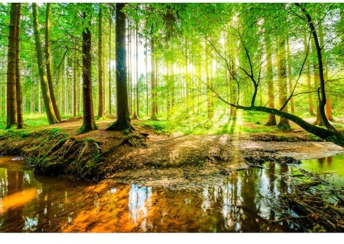 murando Fototapete selbstklebend Wald 490x280cm Foto Tapete Tapetenfolie Möbelfolie Wandverkleidung Wandtapete Motivtapeten Bildtapete Wohnzimmer 3d Effekt Modern Natur Baum grün Landschaft Sonne