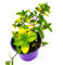 Ingwer-Minze Ginger Mentha x gracilis