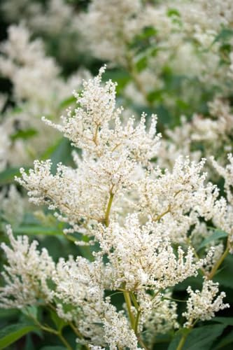 Kerzenknöterich 'Johanniswolke' im Topf Aconogonon speciosum winterhart | 150-200 cm hoch, weiße Blüten Juli bis September, sonnig bis halbschattig, winterhart bis -20 °C