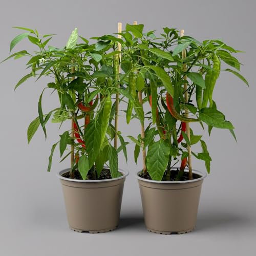 Chilipflanzen 'Pick-&-Joy® Hot Chili Red', Topf-Ø 14 cm, 2 Pflanzen