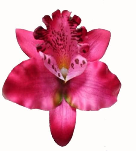 Orchid Flower Hair Clip Slide Grip Retro Vintage Pinup (Dark Pink)