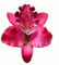Orchid Flower Hair Clip Slide Grip Retro Vintage Pinup (Dark Pink)