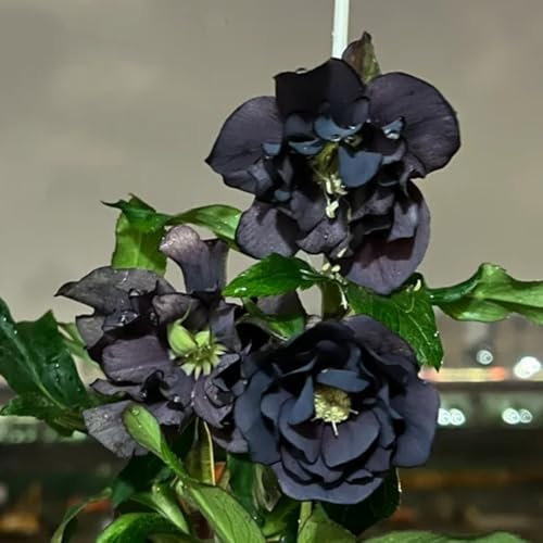 christrosen pflanzen winterhart samen kletterpflanzen winterhart, bio saatgut christrose christrosen samen blumen balkon, blumenwiese samen blumenwiese samen mehrjährig, herbst deko 120pcs