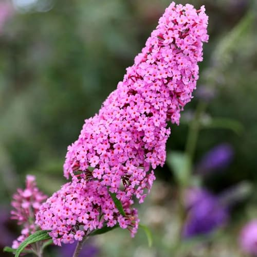 Plant Theory 80cm - 100cm Pink Delight Butterfly Bush Buddleja Shrub Plant 10L Pot