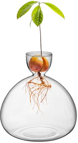 Large Avocado Vase Grow Glass Bulb Vases Acorn Seed Starter Vase Avocados Pit Planter Pot for Gardening Lover Indoor Hydroponics
