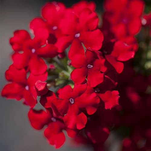 Eisenkraut rot, Topf-Ø 12 cm, 6 Stück