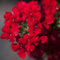 Eisenkraut rot, Topf-Ø 12 cm, 6 Stück