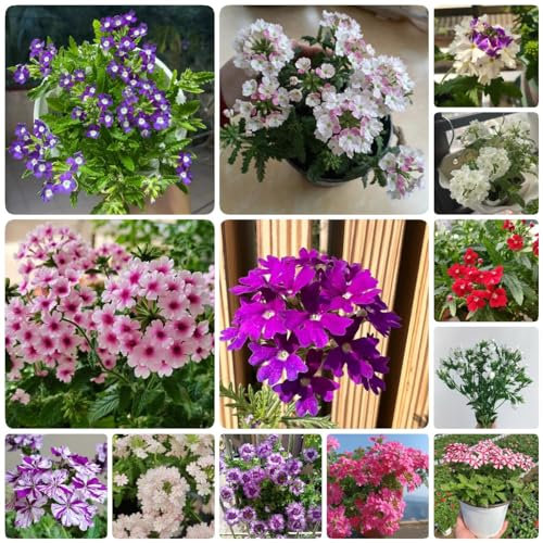 150 Pcs Hybrid Eisenkraut Samen, Stauden Winterhart Mehrjährig, Deko Blumen Eisenkraut Hortensis Samen, Wildflower Gartendeko Für Draußen Blumendeko Kleine Geschenke, Pflanzensamen