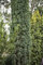 Taxus baccata 'Fastigiata Robusta' 50-60 cm - Säuleneibe, immergrün, ideal für Hecken und Kübel, winterhart, pflegeleicht