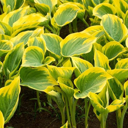 Perfect Plants - Hosta 'Liberty' – Award-Winning Perennial in a 17cm Pot – Striking Gold-Edged Foliage