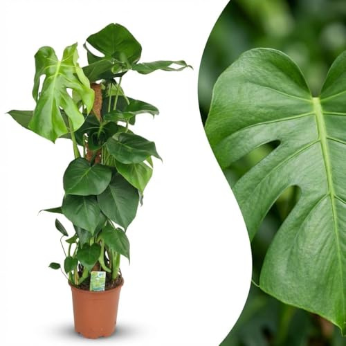 Green boutiQ - Zimmerpflanze - Fensterblatt - Monstera Deliciosa Moosstab - Grün - Pflegeleicht - 1 Pflanze - Topf 19cm - Höhe 90cm
