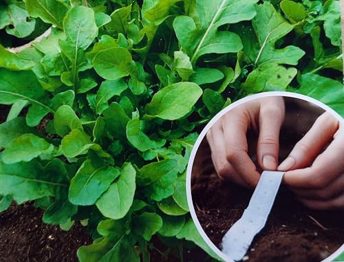 Saatband 6m (3x2m) Frische Salatrauke (Rucola) – Einfach & Schnell dank Saatband