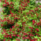 weigelie pflanze winterhart samen seltene pflanzen, wohnzimmer deko steingartenpflanzen bio saatgut blumenbeet, sträucher blühend pflanzen 130pcs