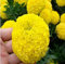 100 PC bunte Chrysantheme Samen bunte Blumensamen schöne Topfpflanze kostenlos Hausgarten Versand