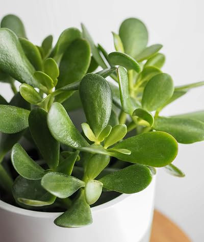 50 graines de plantes vertes Crassula Ovata