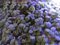 20g Salvinia natans - Water Spangles Floating Plant, Aquarium Pond