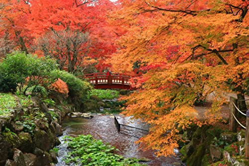 25 Samen Fächer Ahorn Acer palmatum