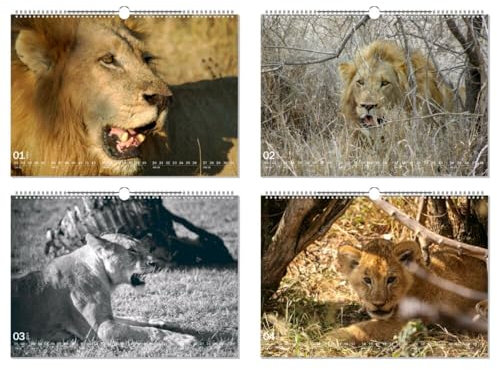 artboxONE Kalender 2024 LIONS' PRIDE Wandkalender A2 2025 Tiere
