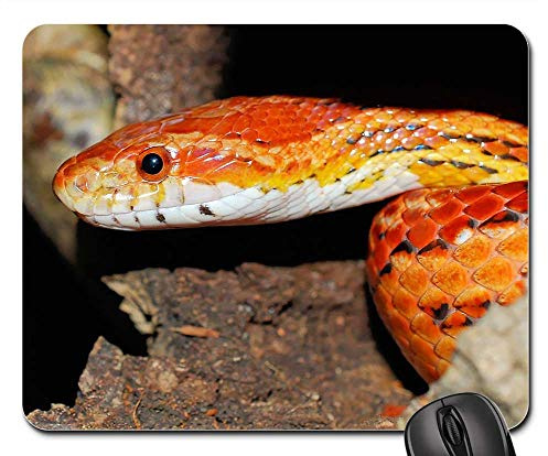 Office Mousepad, Snake Natter Corn Snake Reptile Animal Species Mouse Pad Mat Non-Slip Mousepad Portable Keyboard Mat For Typing Game Studying 25X30Cm