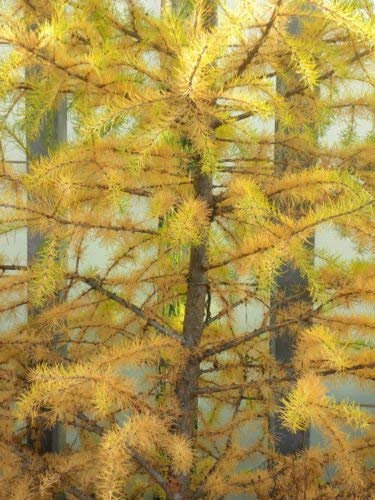 Japanische Lärche, Japanische Lärche für Schattenbaum oder Bonsai, 25 Baumsamen.