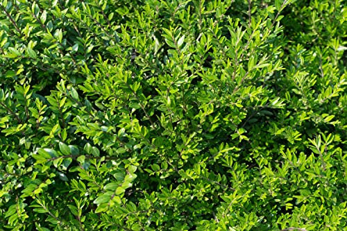 100 x Lonicera pileata (Gehölz/Heckenpflanze/Winterhart/Mehrjährig/Immergrün/Bodendecker) Böschungsmyrthe - Dichtes Grün für perfekte Bodendecker-Lösungen - von Stauden Gänge