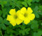 Oxalis - Semillas de flores (100 unidades), color amarillo