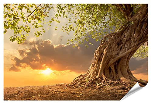 islandburner XXL Bild Poster Schöner Baum Bei Sonnenuntergang Premium Bilder Fotodruck