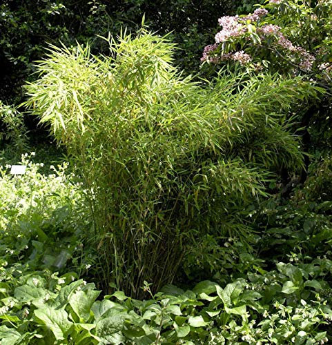 Gartenbambus Jumbo 40-60cm - Fargesia murielae