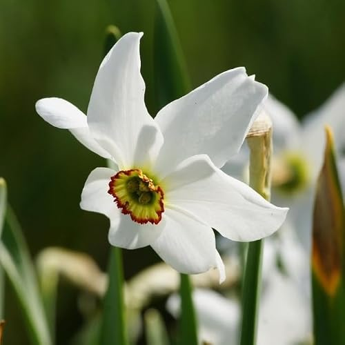 Natural Bulbs Dichternarzisse Recurvus BIO 25 Narzissezwiebeln aus Holland | Die Narzisse mit dem herrlichsten Duft