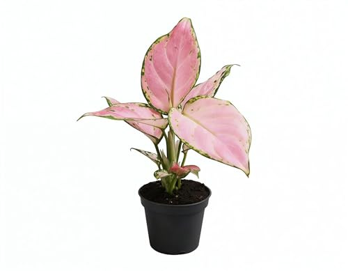 NatureHolic Zimmerpflanze Aglaonema sp. Red Zirkon - tropische Blattschmuckpflanze - rosa-rote Blätter mit grüner Umrandung - Pflegeleichte echte Pflanze