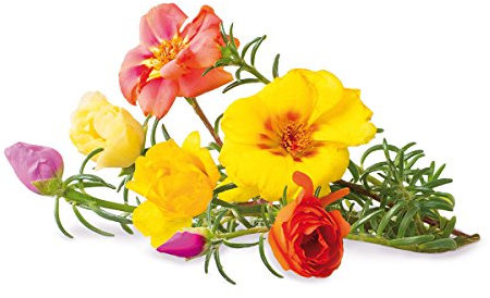 Wand Farm Refill, 9er Pack Moss Rose